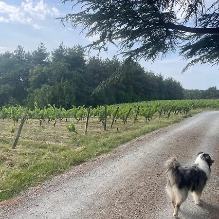 Pavillon Du Xixeme Au Milieu Des Vignes *